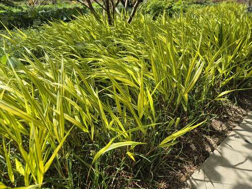 Bild von Hakonechloa macra Aureola
