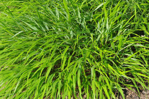 Bild von Hakonechloa macra Beni Kaze
