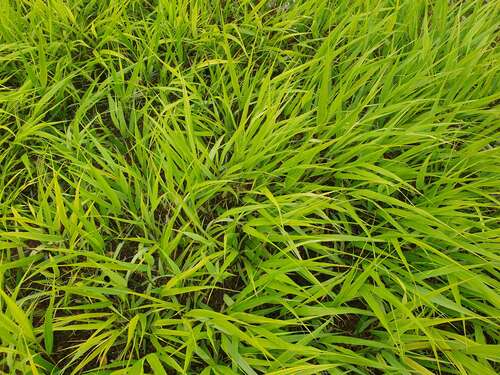 Bild von Japanisches Berggras