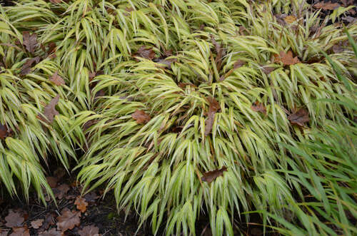 Bild von Hakonechloa macra Stripe-it-Rich