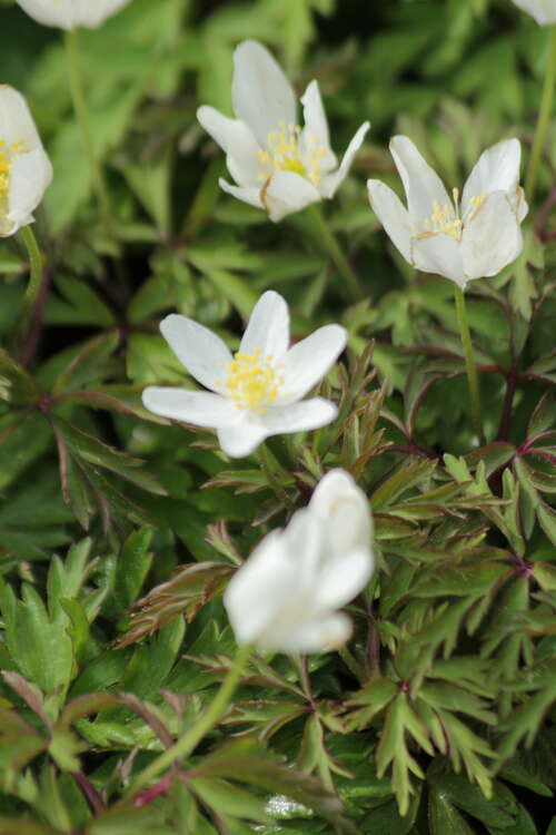 Bild von Anemone nemorosa