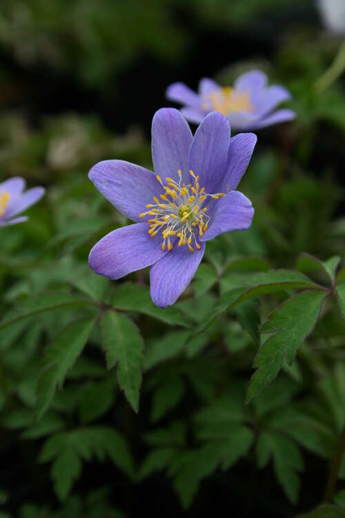 Bild von Anemone nemorosa Robinsoniana