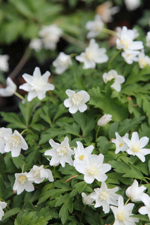 Bild von Anemone nemorosa Vestal
