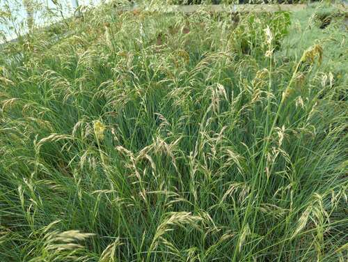 Bild von Helictotrichon sempervirens