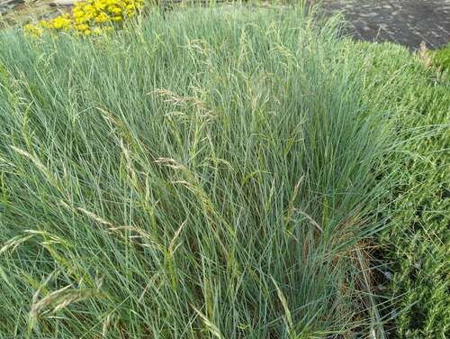 Bild von Helictotrichon sempervirens Saphirsprudel