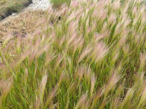 Bild von Mähnengerste