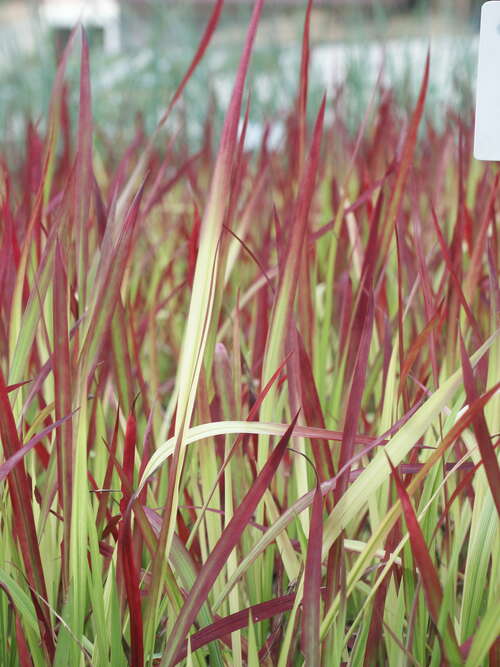 Bild von Jap. Garten-Blutgras