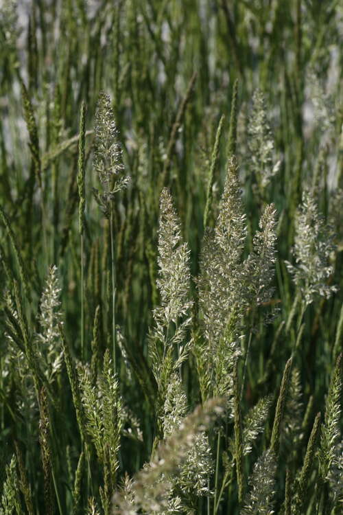 Bild von Koeleria glauca