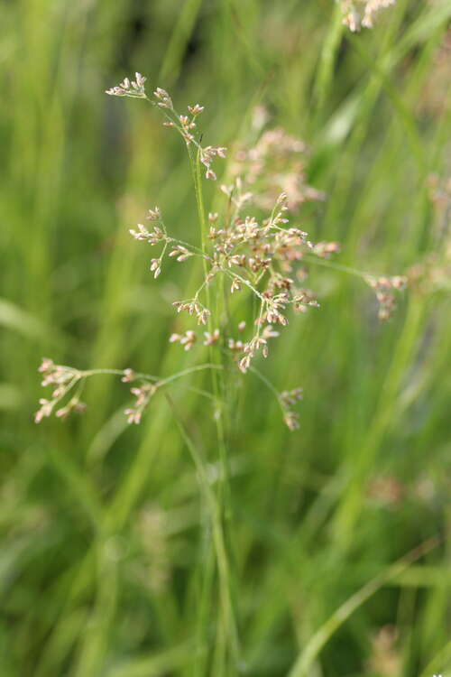 Bild von Weiße-Hainsimse