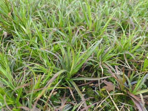 Bild von Luzula nivea