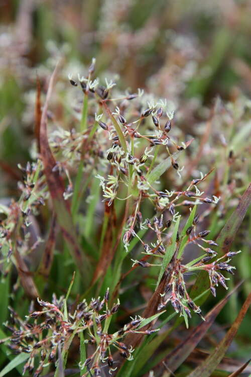 Bild von Luzula pilosa