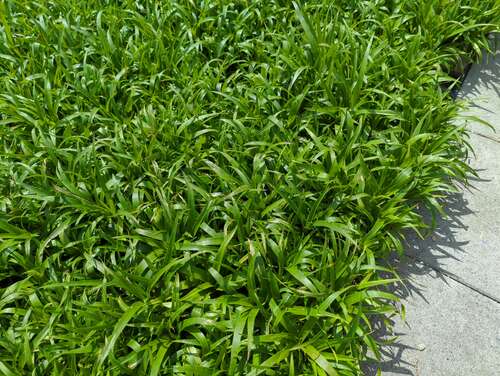 Bild von Luzula sylvatica