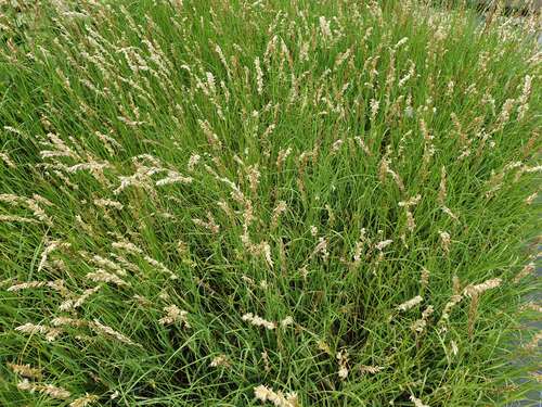 Bild von Melica ciliata