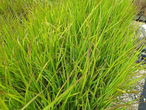 Bild von Miscanthus purpurascens