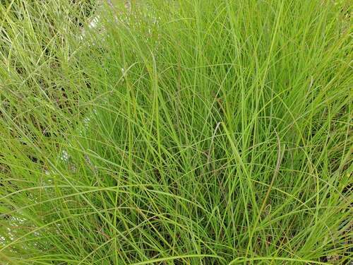 Bild von Miscanthus sinensis Beth Catto