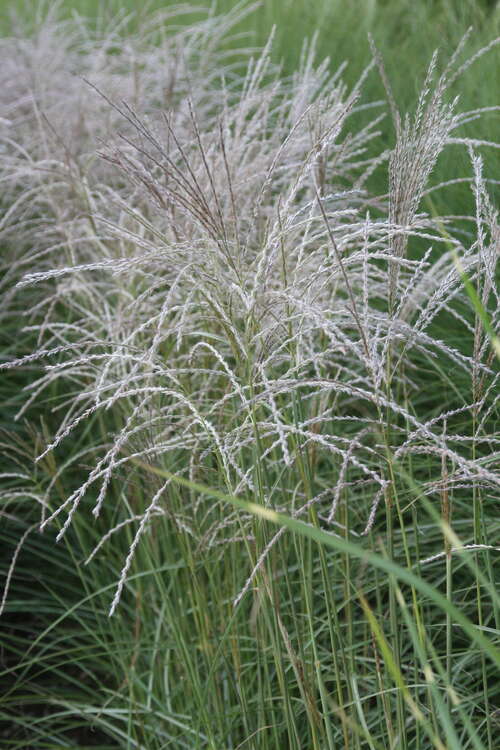 Bild von Garten-Chinaschilf