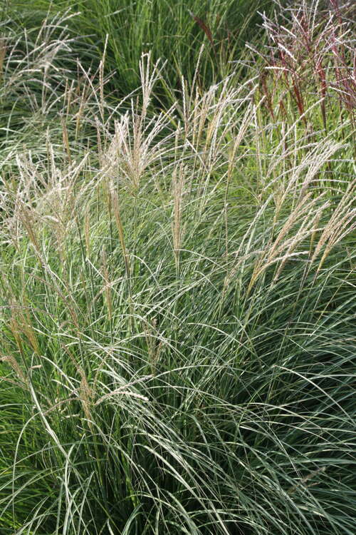 Bild von Miscanthus sinensis Adagio