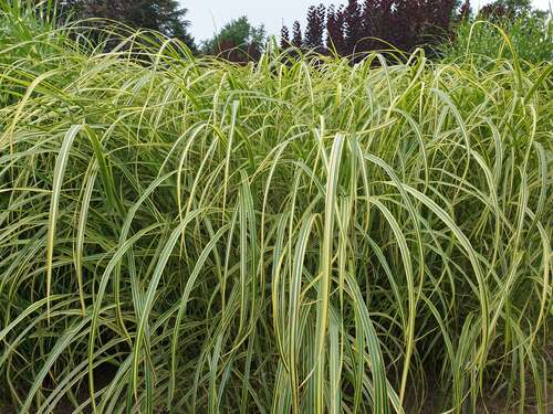 Bild von Miscanthus sinensis Goldfeder