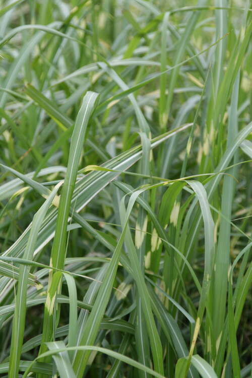 Bild von Chinaschilf