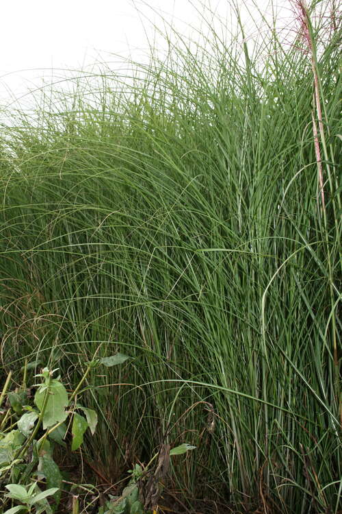 Bild von Miscanthus sinensis Gracillimus