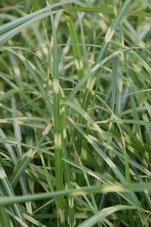 Bild von Chinaschilf