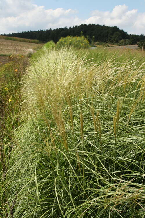 Bild von Miscanthus sinensis Hermann Müssel