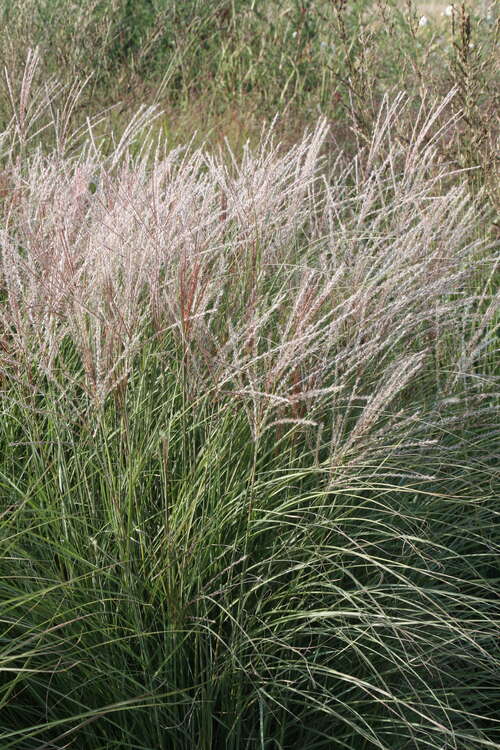 Bild von Miscanthus sinensis Kleine Silberspinne