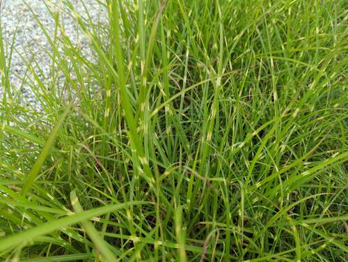 Bild von Miscanthus sinensis Pünktchen