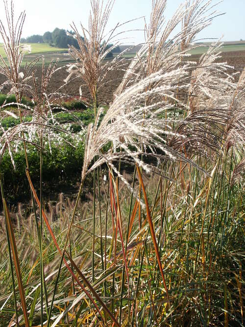 Bild von Miscanthus sinensis Malepartus