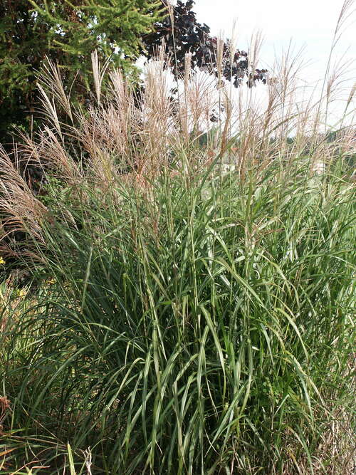 Bild von Miscanthus sinensis Silberfeder