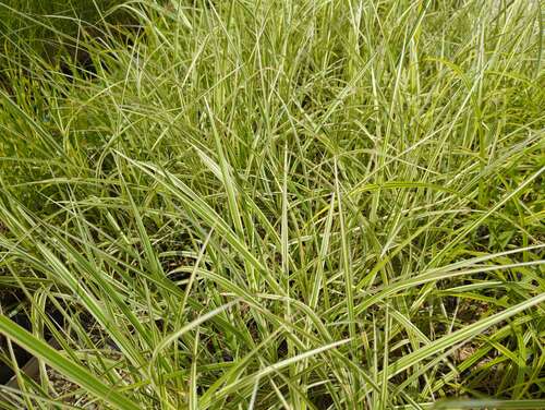 Bild von Miscanthus sinensis Silberpfeil