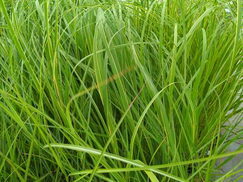 Bild von Miscanthus sinensis Undine