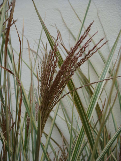 Bild von Chinaschilf