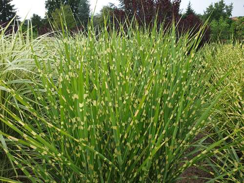 Bild von Miscanthus sinensis Strictus