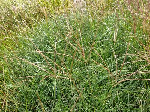 Bild von Miscanthus sinensis Yakushima-Dwarf