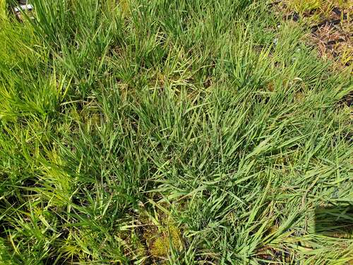 Bild von Hohes Garten-Pfeifengras