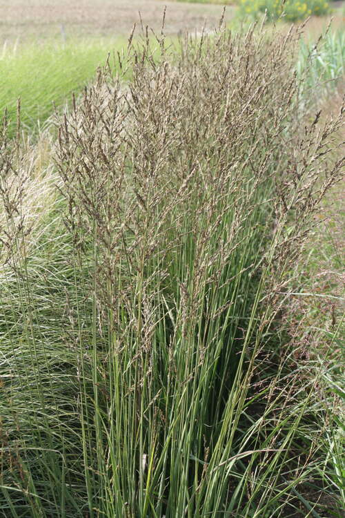 Bild von Molinia arundinacea Karl Förster