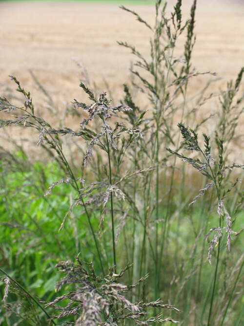 Bild von Molinia arundinacea Transparent