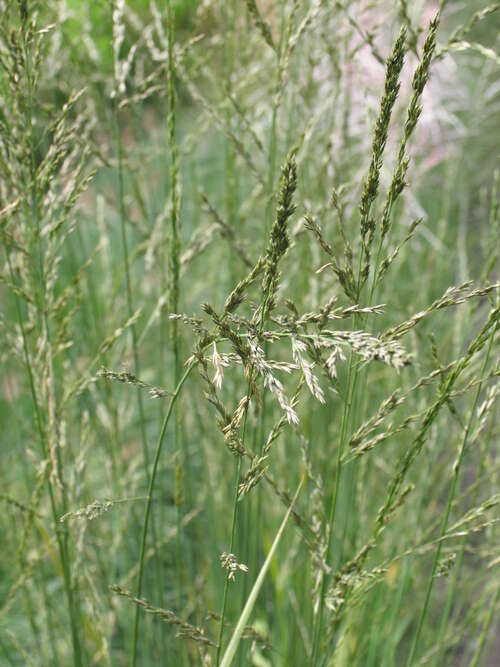 Bild von Hohes Garten-Pfeifengras