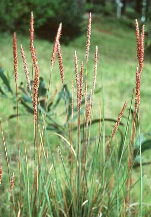 Bild von Molinia caerulea
