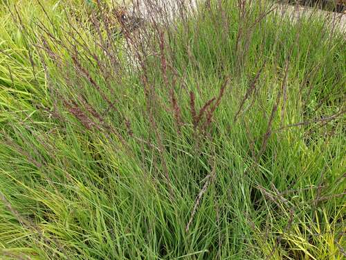 Bild von Moor-Pfeifengras