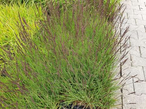 Bild von Moor-Pfeifengras