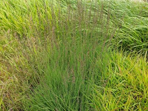 Bild von Moor-Pfeifengras