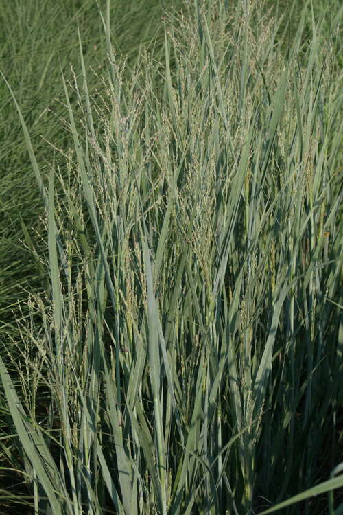 Bild von Panicum virgatum Heavy Metal