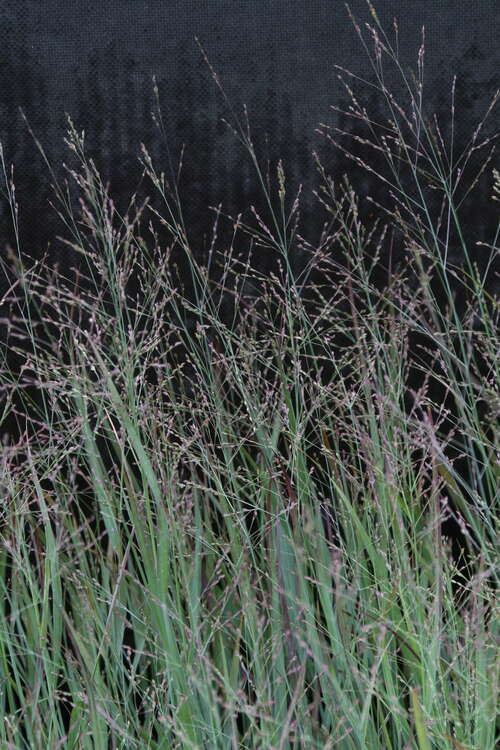 Bild von Panicum virgatum Heiliger Hain