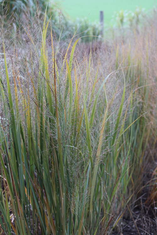 Bild von Panicum virgatum Northwind