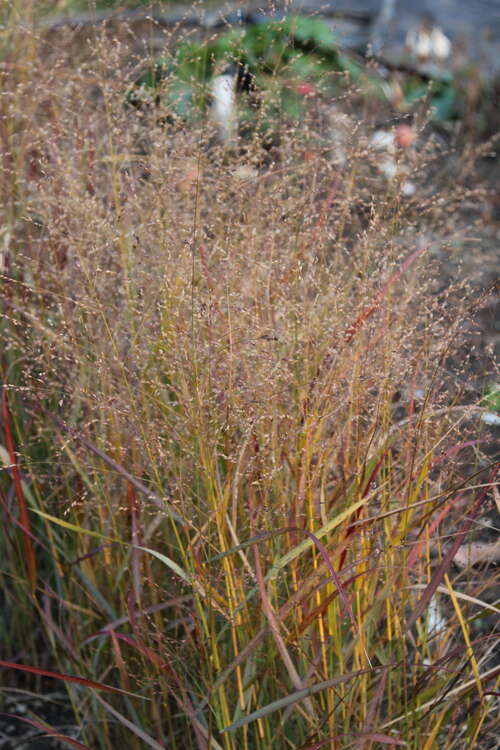 Bild von Panicum virgatum Rehbraun