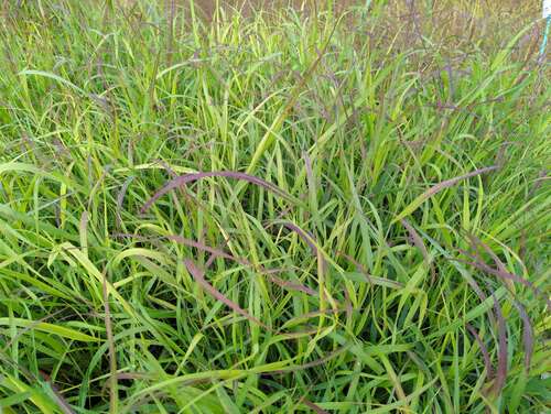 Bild von Panicum virgatum Shenandoah