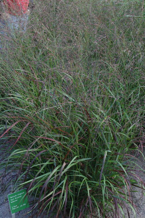 Bild von Panicum virgatum Kurt-Bluemel