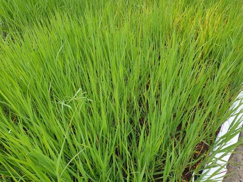 Bild von Panicum virgatum Nican